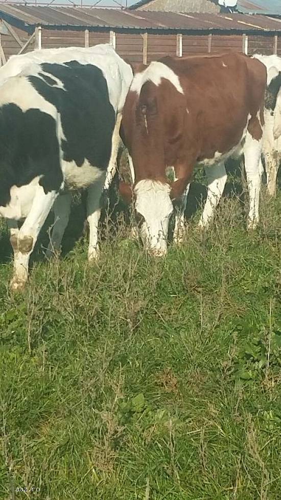 Vand 5 vaci Holstein si baltata romaneasca pe lapte sau gestante.