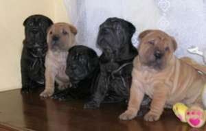 chow chow shar pei