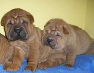chow chow shar pei