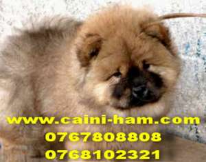 chow chow shar pei