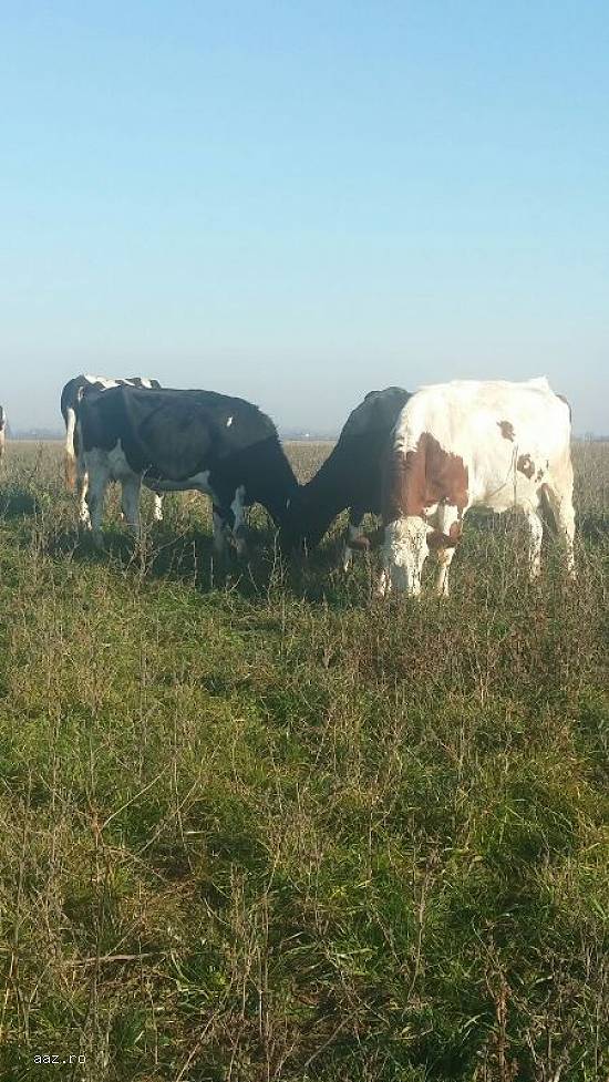 Vand 3 vaci Holstein si 2 baltata romaneasca pe lapte