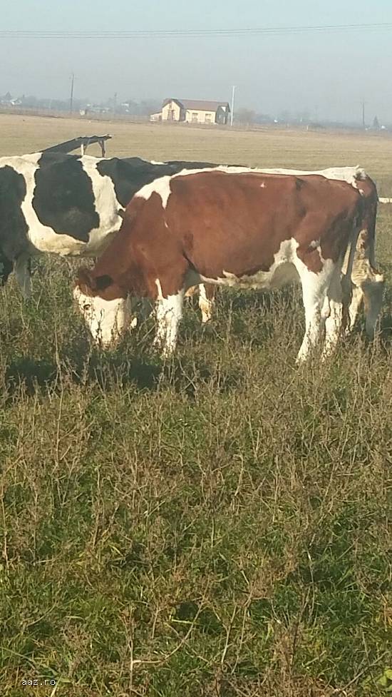Vand 3 vaci Holstein si 2 baltata romaneasca pe lapte