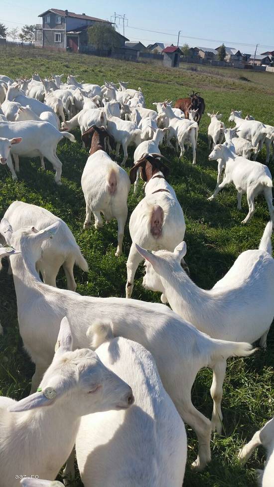Vand 200 capre saanen gestante la prima fatare.