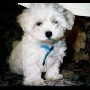bichon bolonez albi