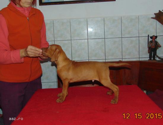 catei brac german si vizsla maghiara