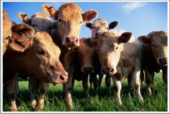 CARNE BOVINE