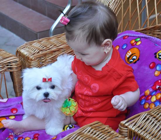 pui bichon maltez de vanzare