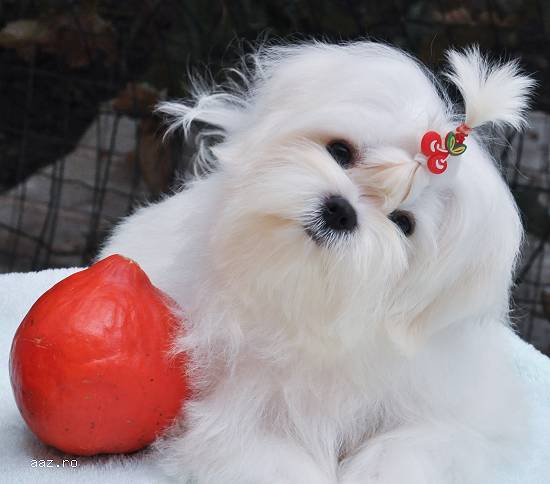 pui bichon maltez de vanzare