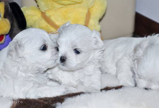 pui bichon maltez de vanzare