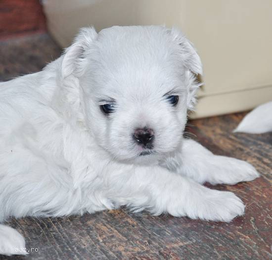 pui bichon maltez de vanzare