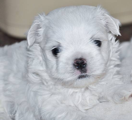 pui bichon maltez de vanzare