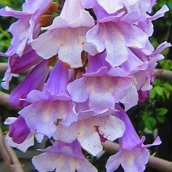 seminte de paulownia