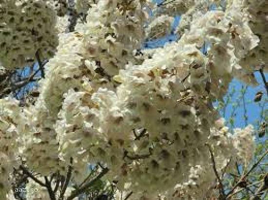 seminte de paulownia