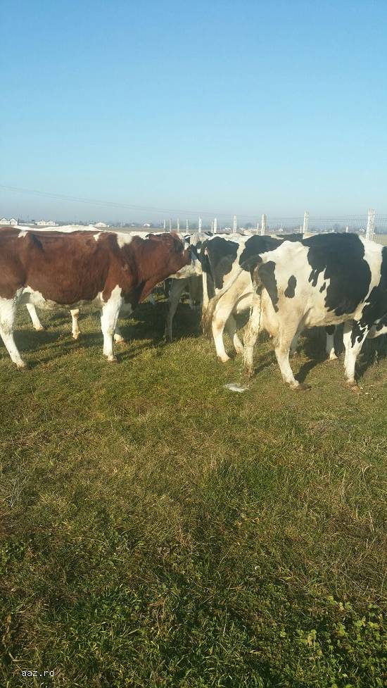 Vand vaci baltata romaneasca sau holstein