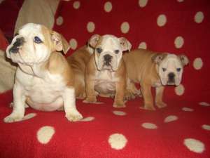 catei bulldog englez si francez