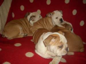 catei bulldog englez si francez