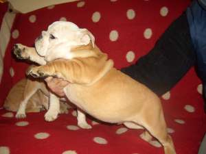 catei bulldog englez si francez
