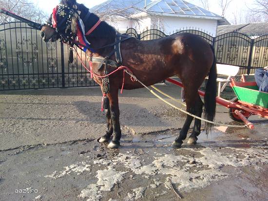 Vand iapa trapasa