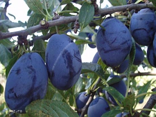 Pomi fructiferi altoiti certificati aclimatizati