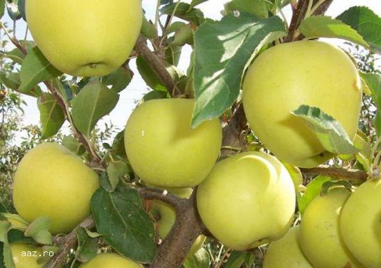 Pomi fructiferi altoiti certificati aclimatizati