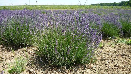 Vand butasi lavanda aclimatizati pt. primavara 2016