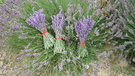 Vand butasi lavanda aclimatizati pt. primavara 2016