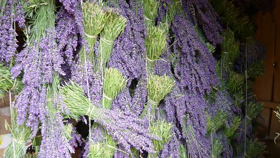 Vand butasi lavanda aclimatizati pt. primavara 2016