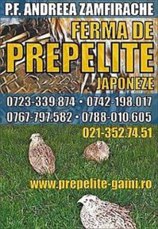 Vindem prepelite si pui de prepelita,  oua si carne