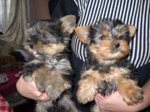 yorkshire  terrier  de vanzare