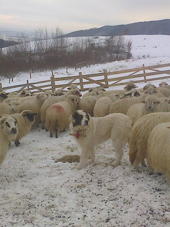 Vand ciobanesti de bucovina de oi