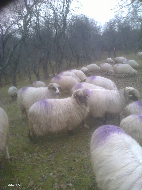 Vand URGENT berbeci rasa breaza dea hateg