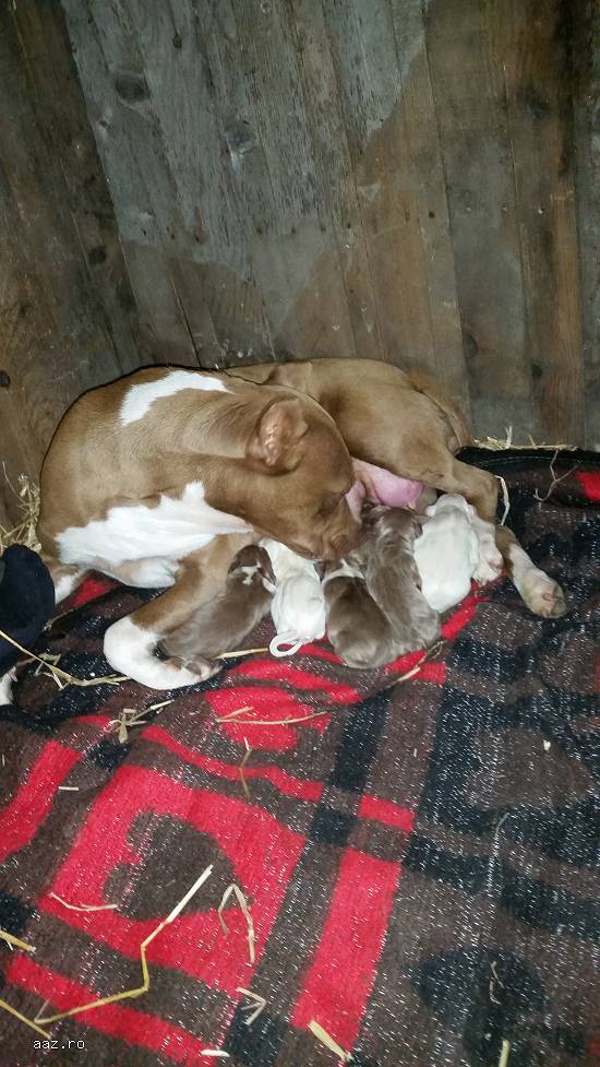 Vand pui pitbull