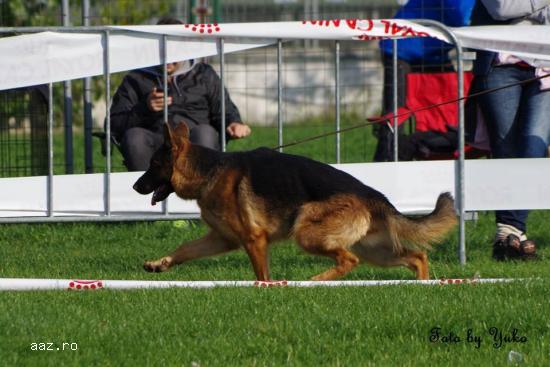 Canisa Dog Cosmino