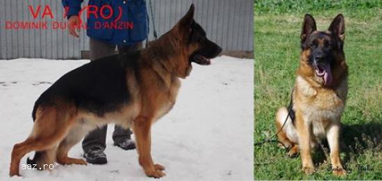 Canisa Dog Cosmino