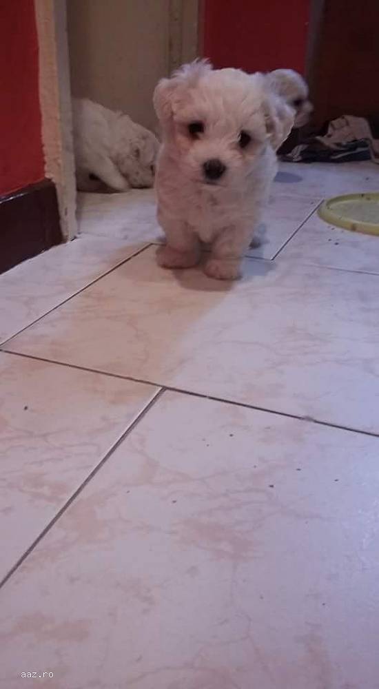 Puppy