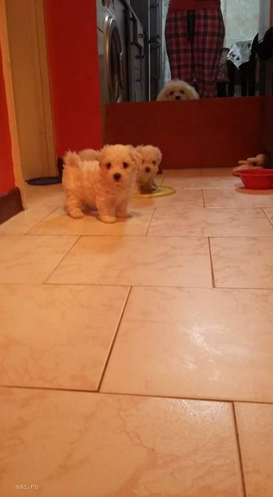 Puppy