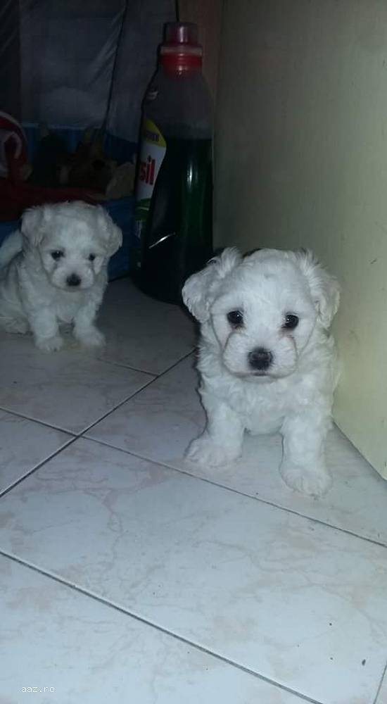 Puppy
