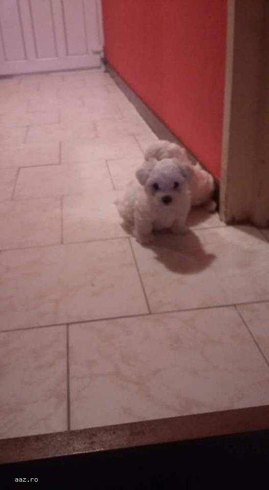 Puppy