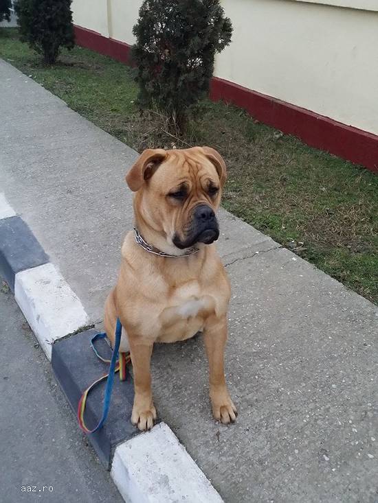 DRESAJ CANIN !!!REZULTTE GARANTATE!!!PLATA IN RATE!