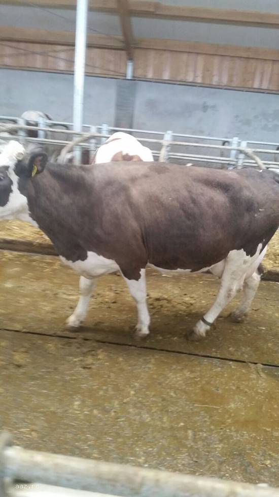 Vand 6 vaci brune de Austria gestante urgent.