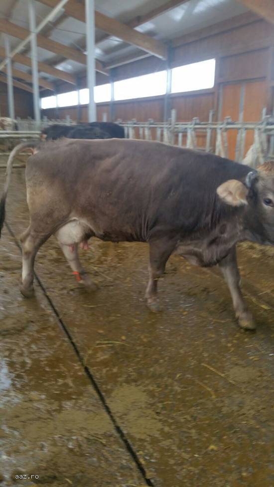 Vand 6 vaci brune de Austria gestante urgent.