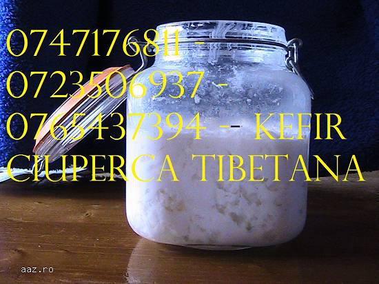 Kefir de lapte 0721339995 Ciuperca Tibetana chefir bio poatia 1 litru 100 lei
