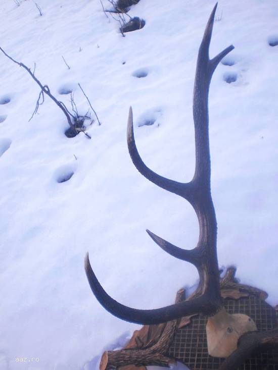 coarne de cerb