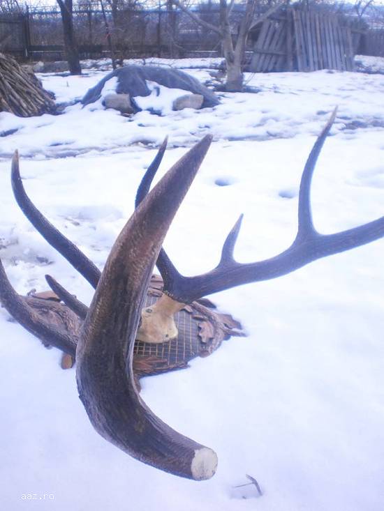 coarne de cerb