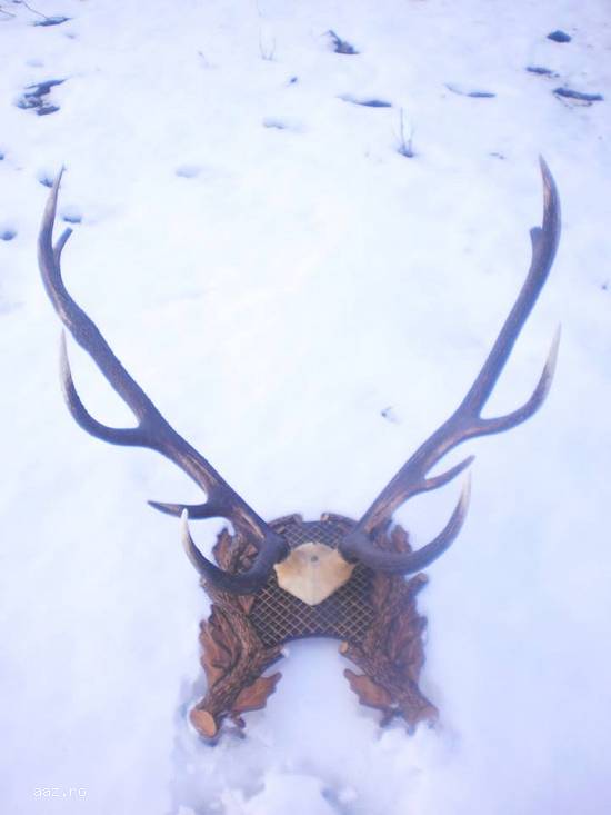 coarne de cerb
