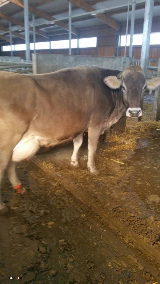 Vand  vaci brune de Austria gestante urgent.