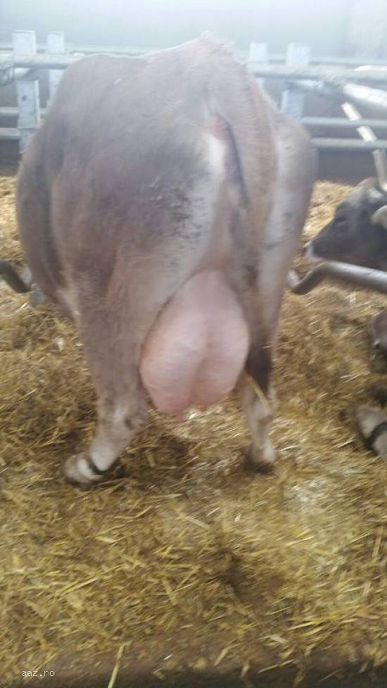 Vand  vaci brune de Austria gestante urgent.