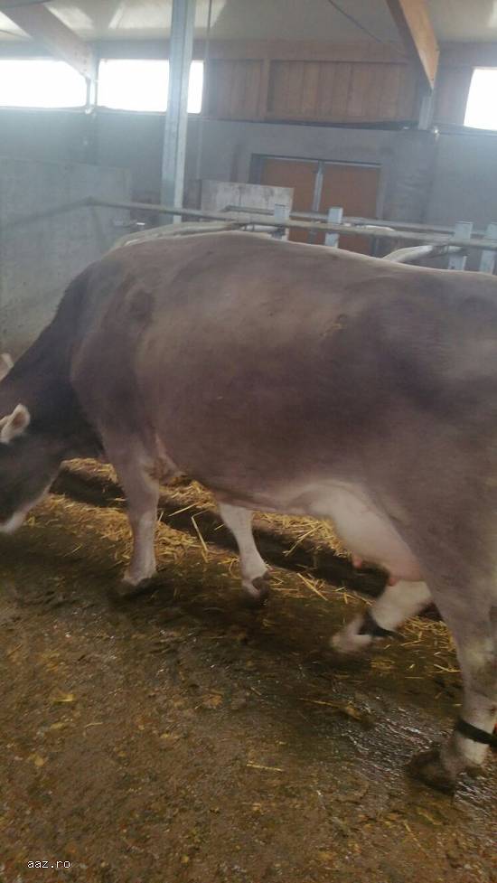 Vand  vaci brune de Austria gestante urgent.