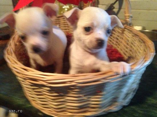 Vând pui chihuahua 2 luni,  masculi,  albi,  vaccinați