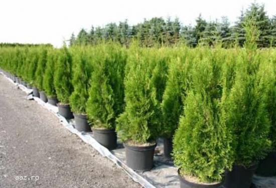 Tuia (thuja): smaragd ,         aurea ,         globosa -10+5 gratis